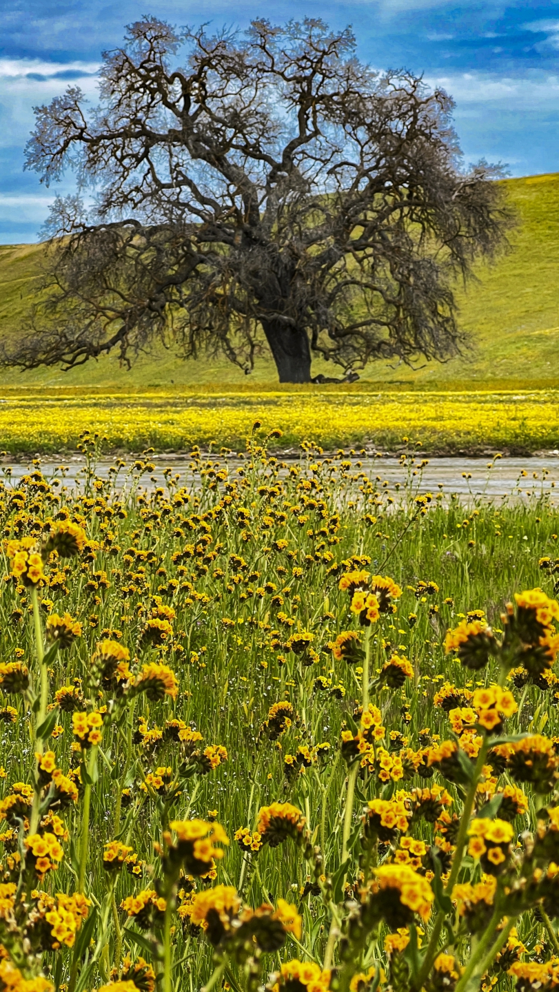 2023_04 Carrizo Plain_1002.JPG