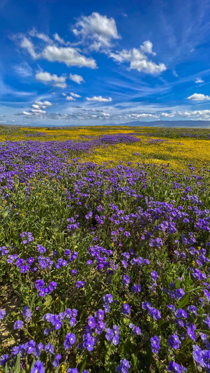 2023_04 Carrizo Plain_1009.JPG