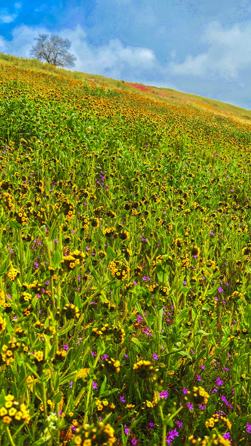 2023_04 Carrizo Plain_1019.JPG