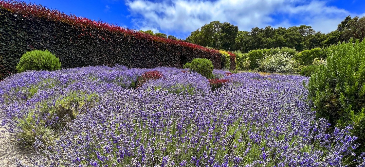 filoli_2009.jpg