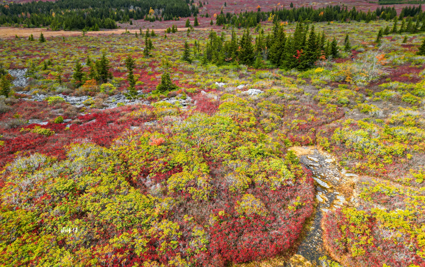 DJI_0137.jpg
