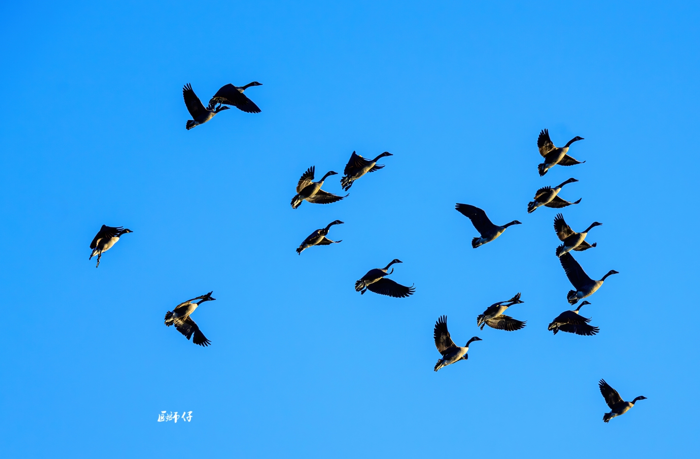 DSC_5532-ǿ-NR.jpg