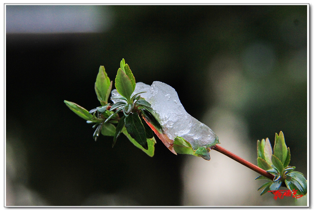 sii20140709.jpg