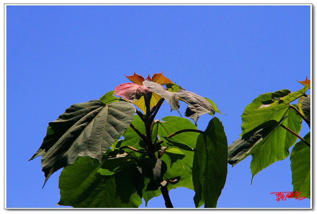sii20140853.jpg
