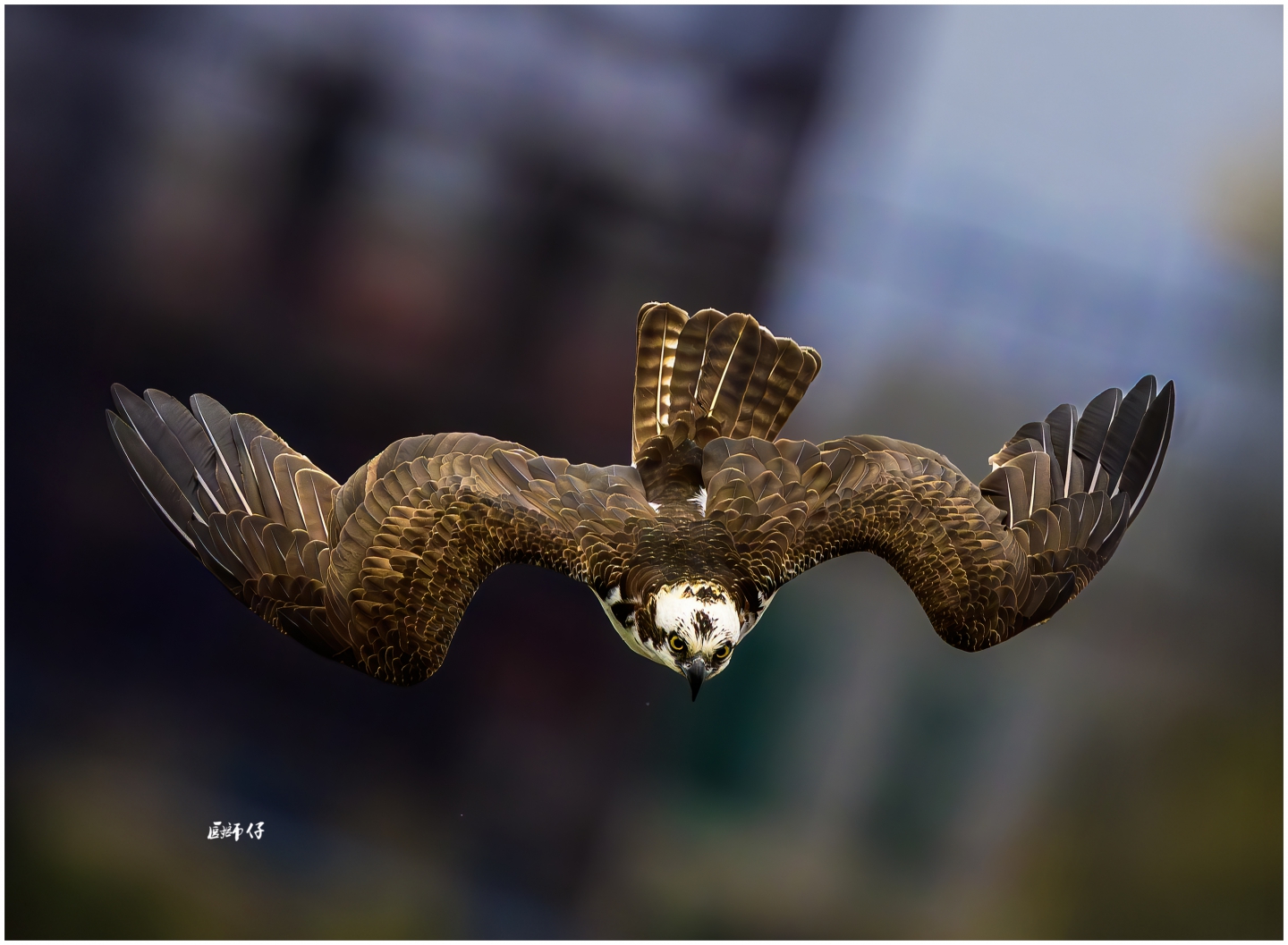 DSC_2378-ǿ-NR1.jpg