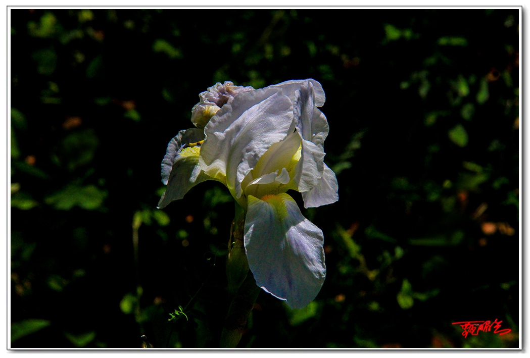 sii20140867.jpg