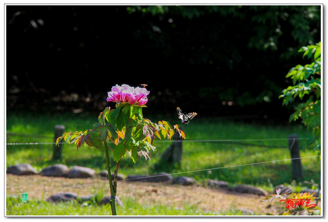 sii20140904.jpg