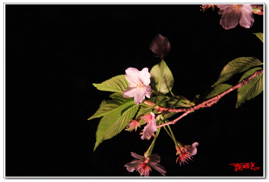 sii20140812.jpg