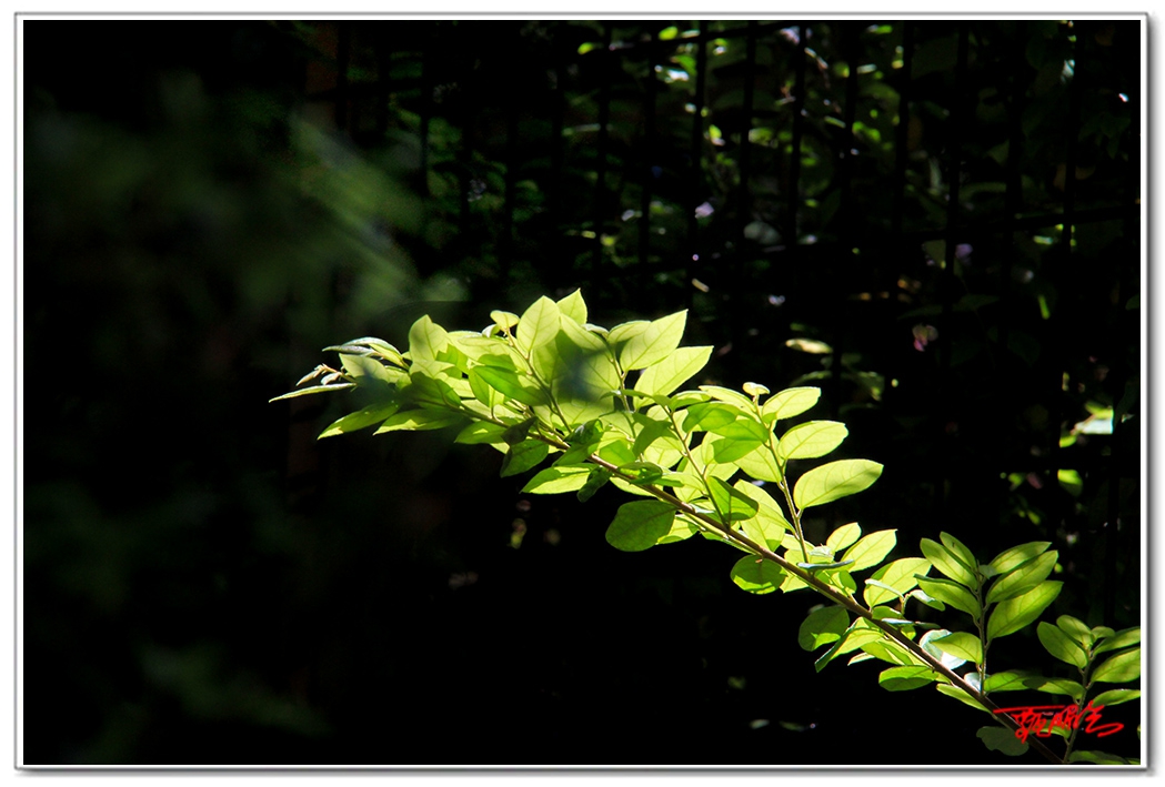 sii201409356.jpg