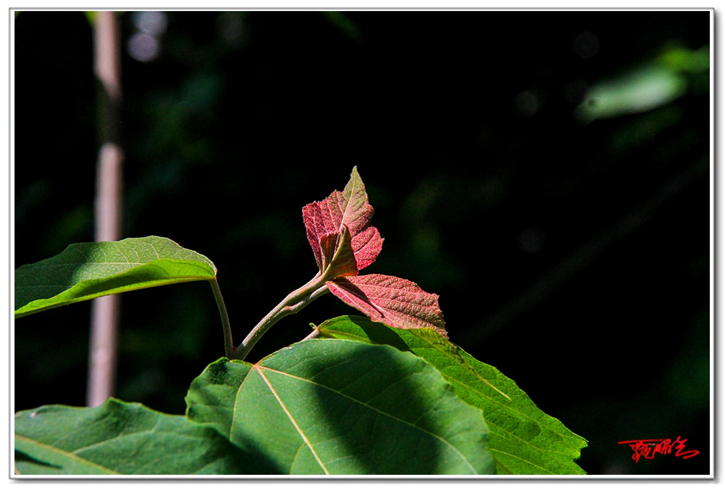 sii201409363.jpg