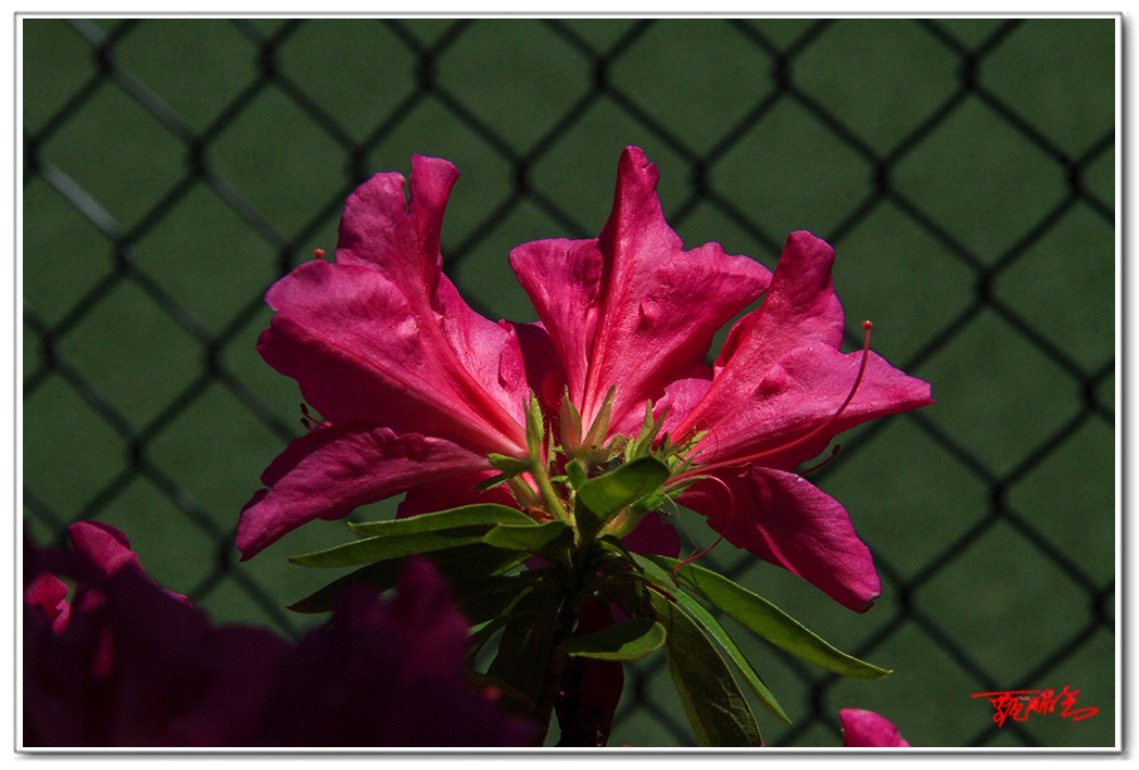 sii20140928.jpg