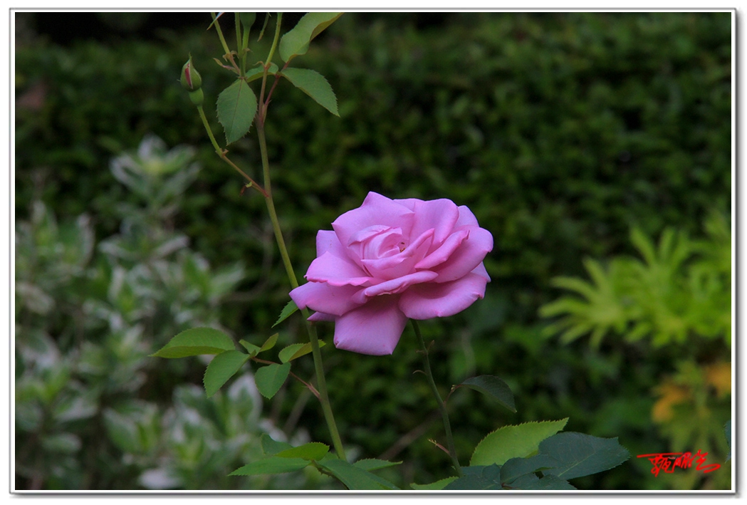 sii2014093898.jpg