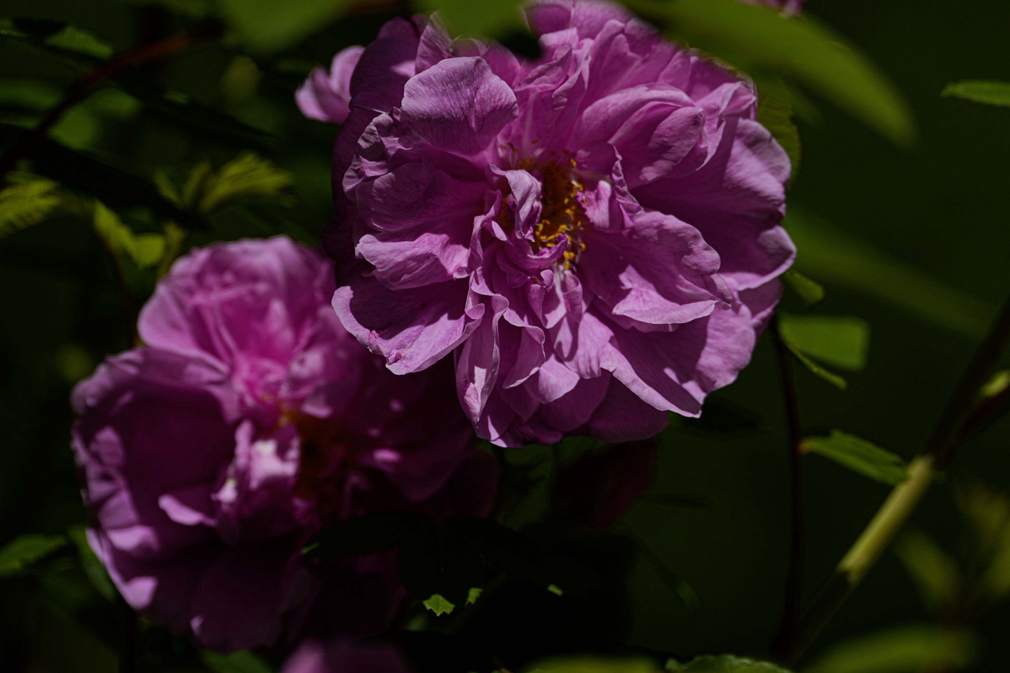 _DSC3403.jpg