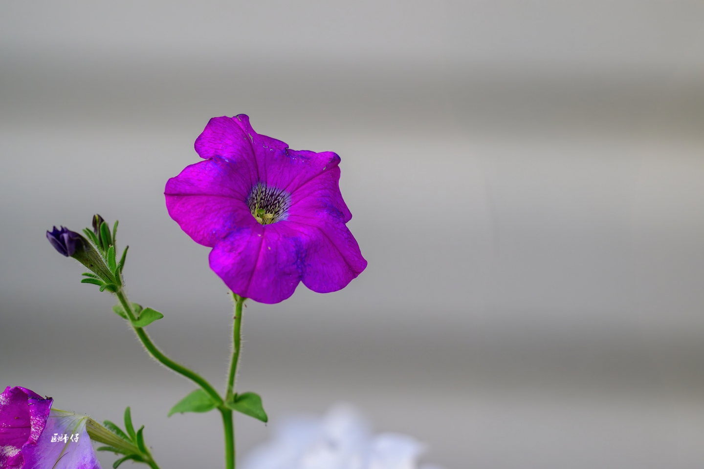 DSC_0459-ǿ-NR.jpg