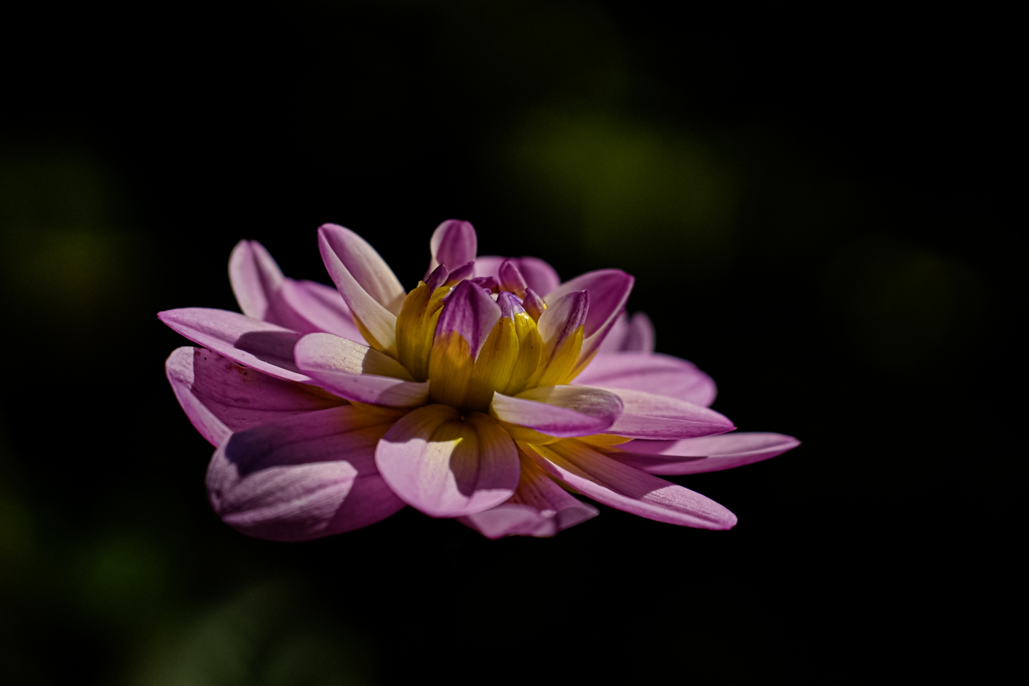 _DSC7124.jpg