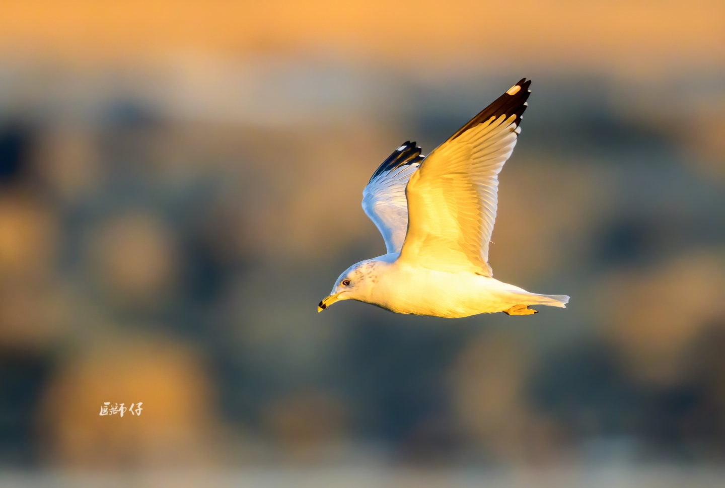 DSC_5879.jpg