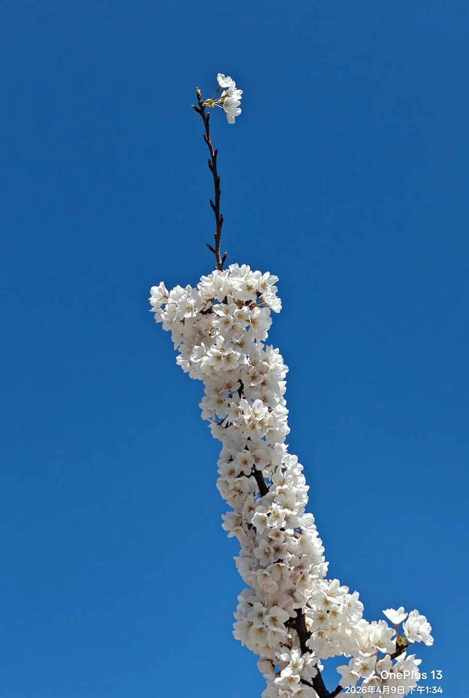 IMG20260409133334 (1).jpg