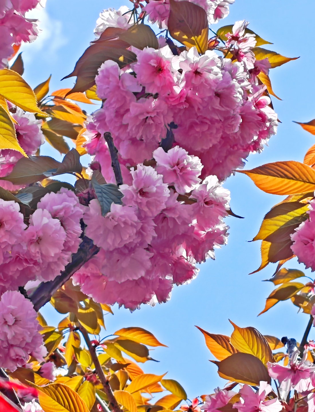 IMG20260420120204 (1).jpg