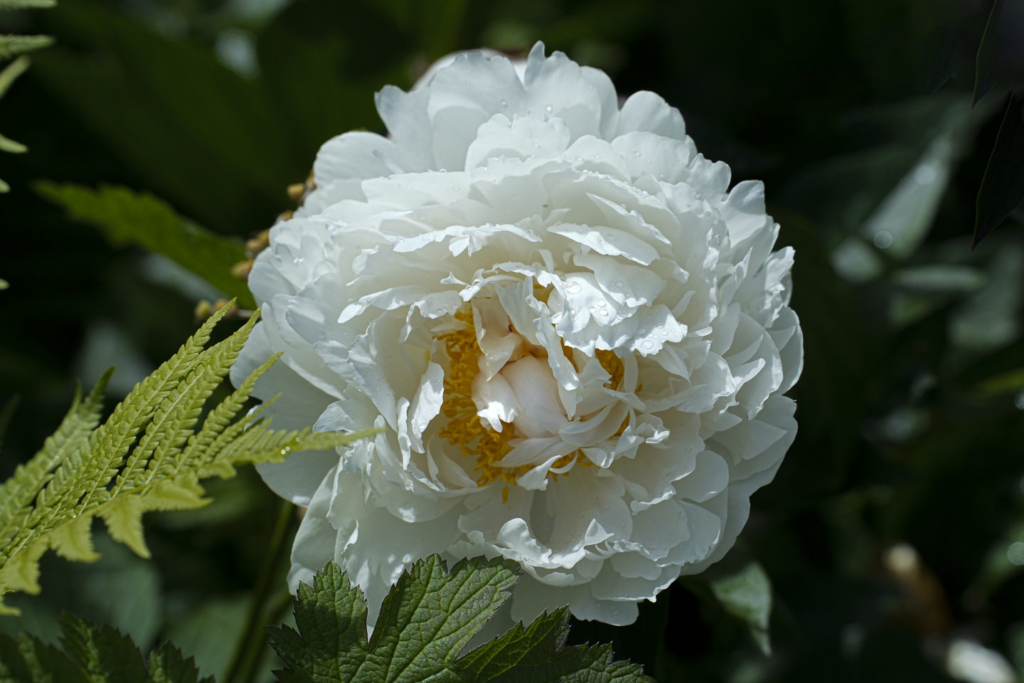 _DSC9392.jpg