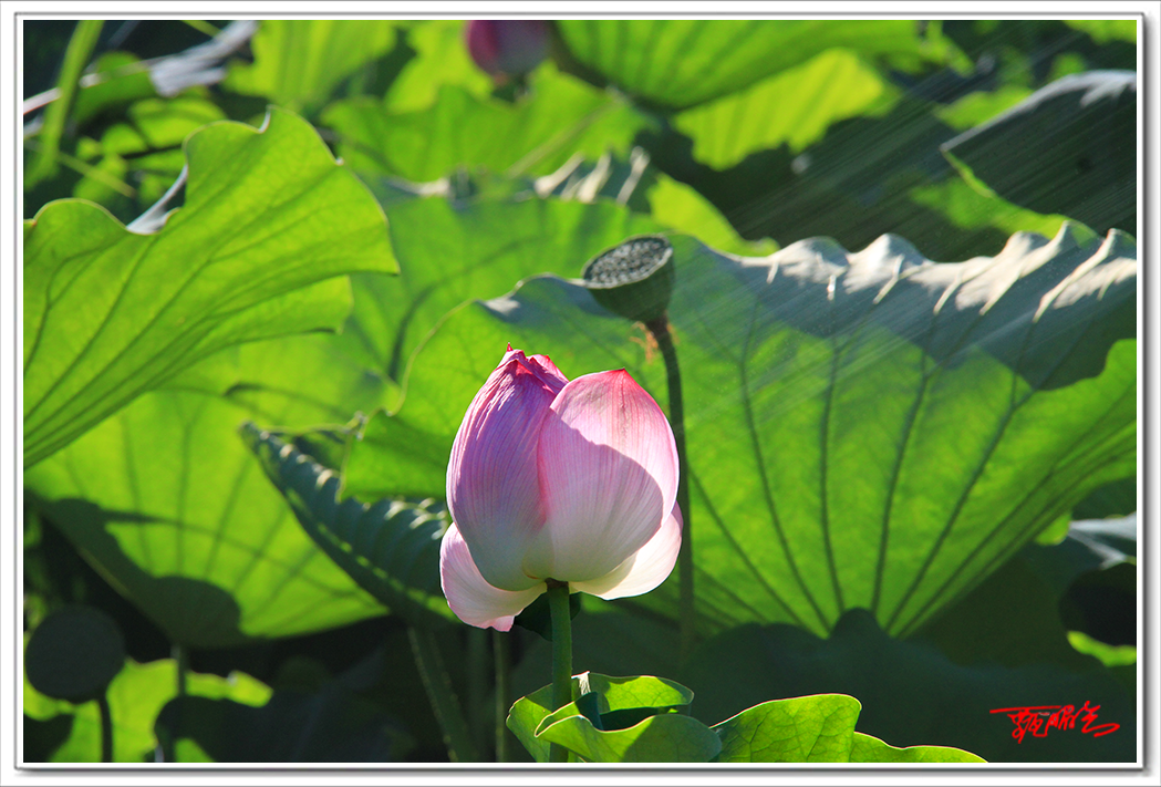 sai000773012.png