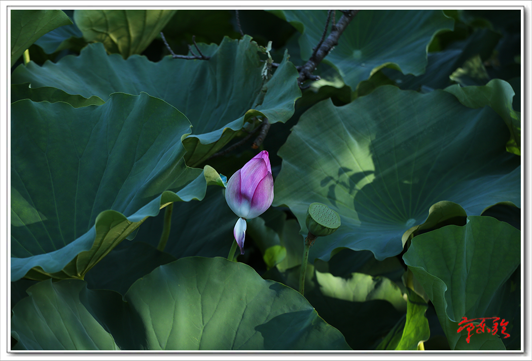 ts0249.png