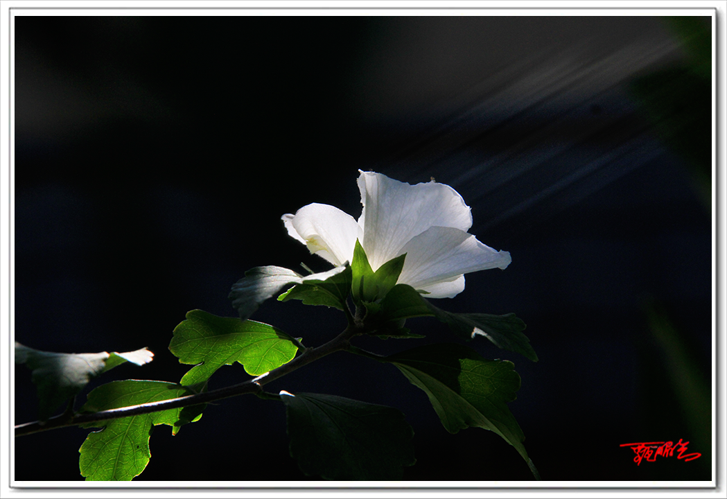 sai000773307.png