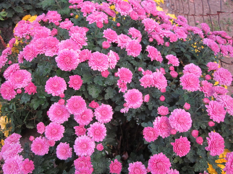 1971.jpg