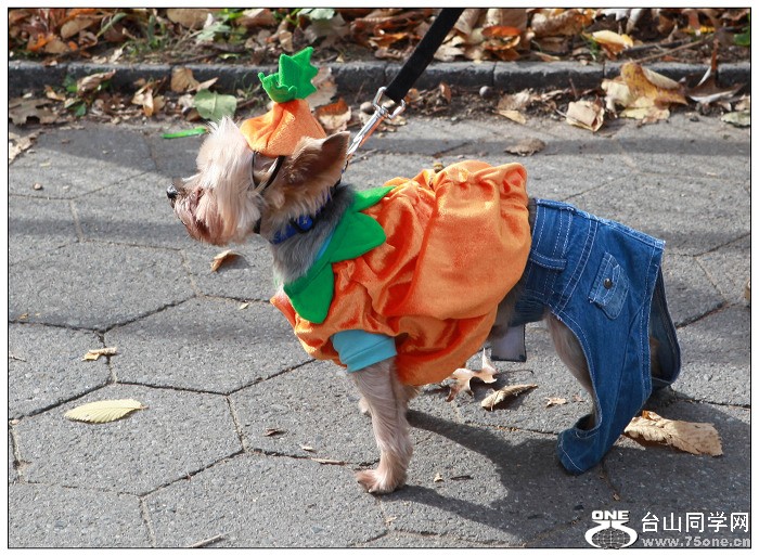 Halloween(}&#41;ǰϦ