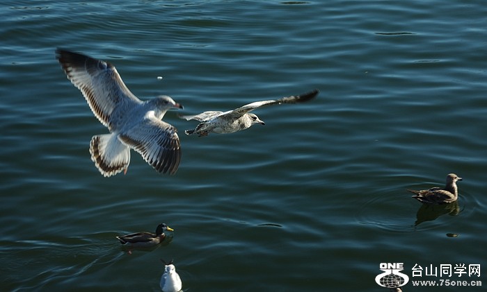DSC_0126s.jpg