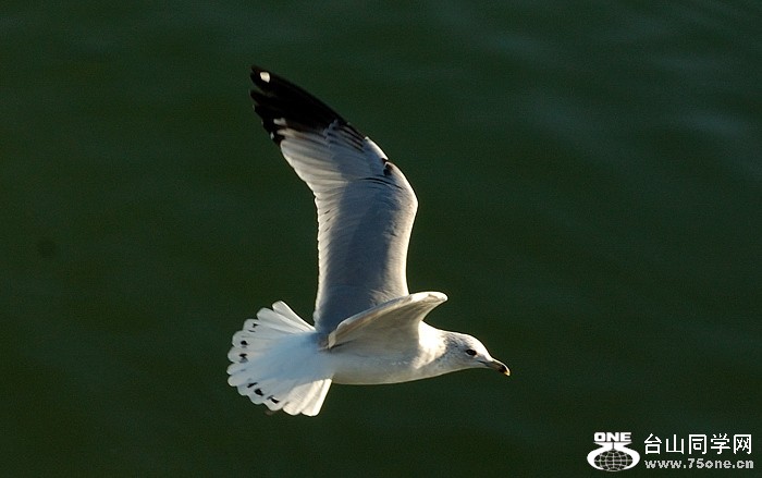 DSC_0240s.jpg