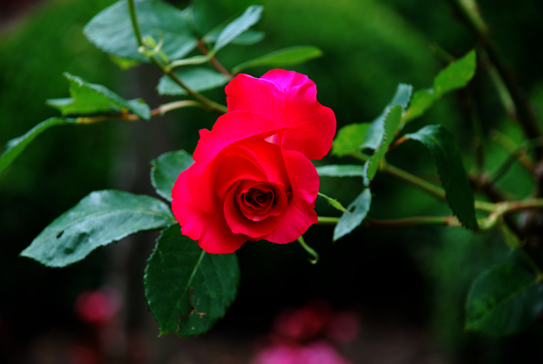 DSC_0009 a.jpg