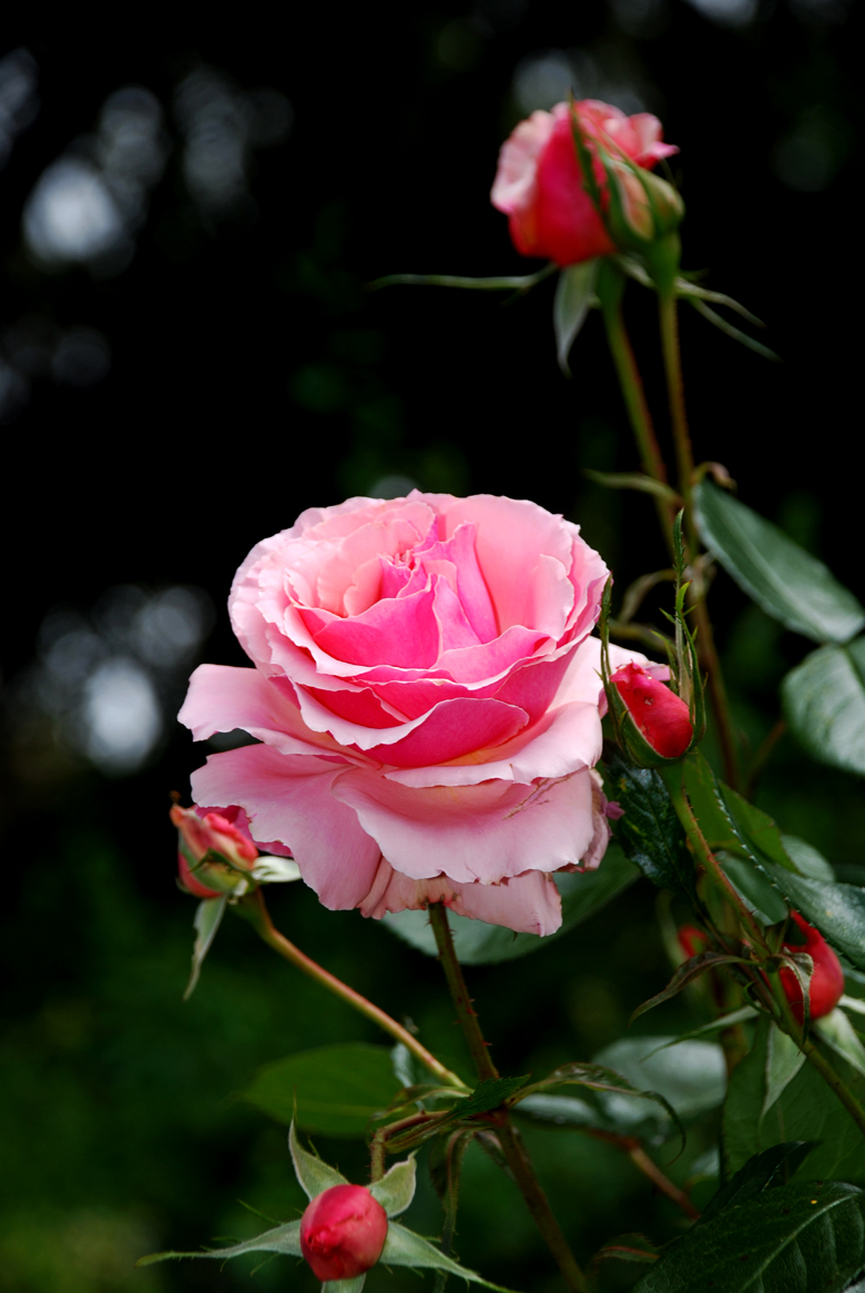 DSC_0017 a.jpg
