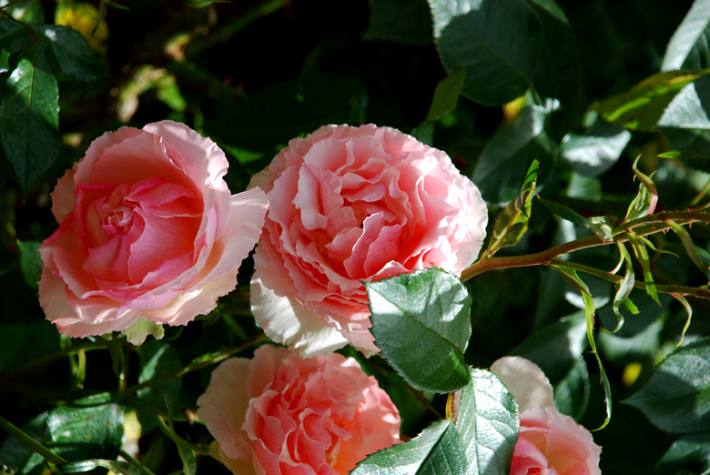 DSC_0013 a.jpg