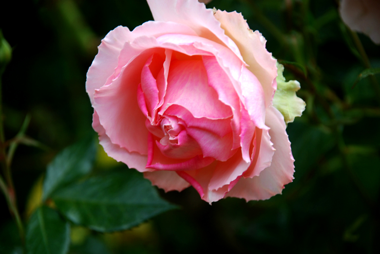 DSC_0015 a.jpg