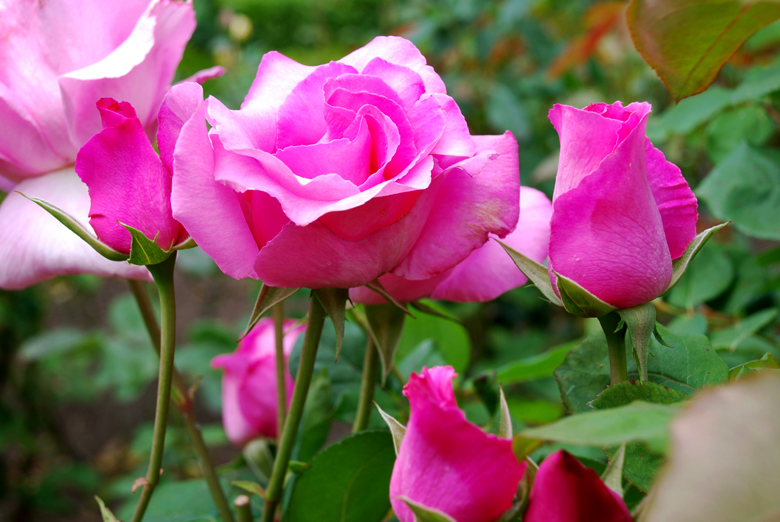DSC_0084 a.jpg