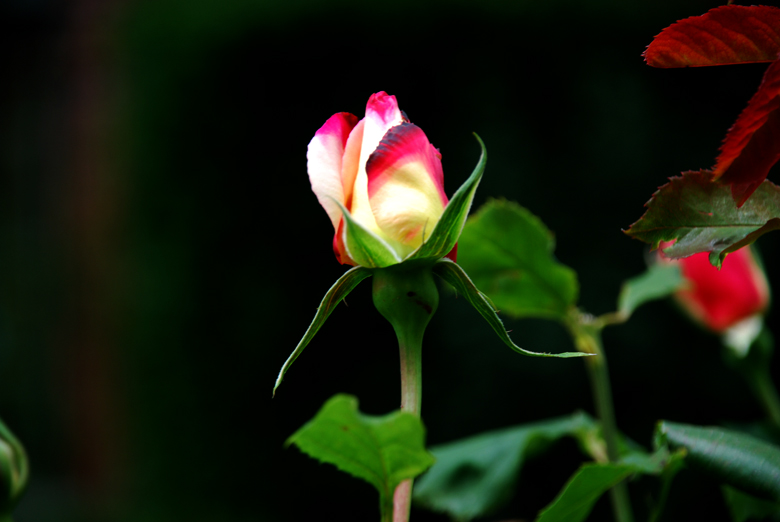 DSC_0008 a.jpg
