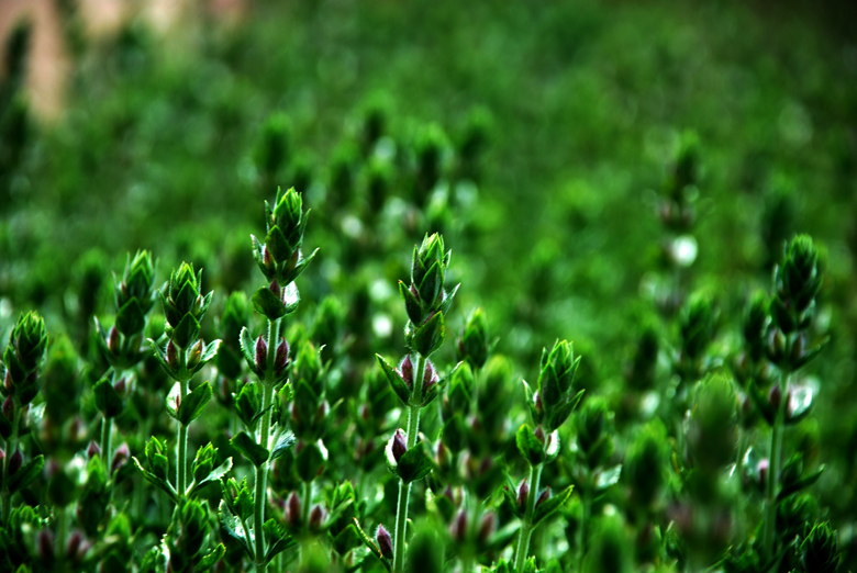 DSC_0498 A.jpg