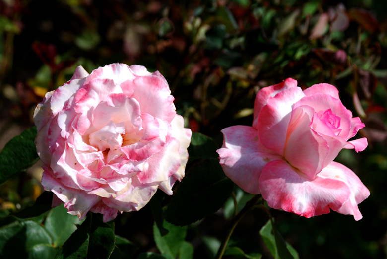 DSC_0197 a.jpg