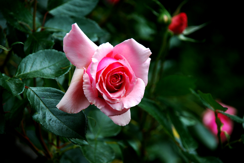 DSC_0010 a.jpg