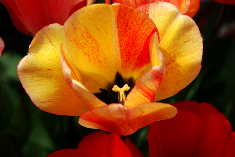 DSC_0061 a.jpg