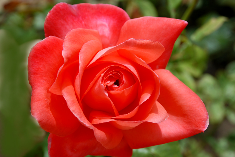 DSC_0070 a.jpg