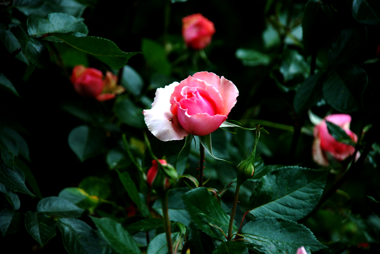 DSC_0011 a.jpg