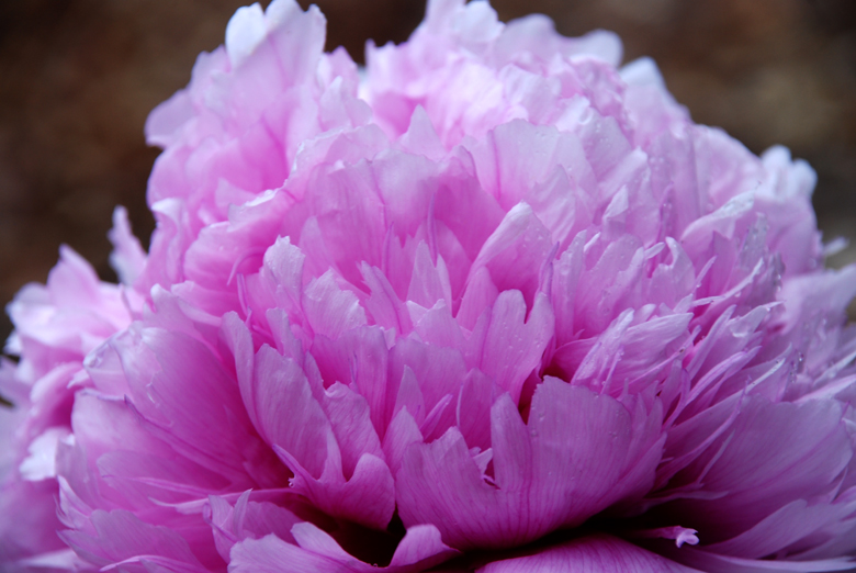 DSC_0407 a.jpg
