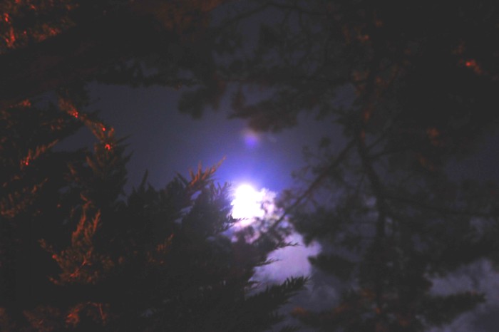 DSC_1861_conew1.jpg