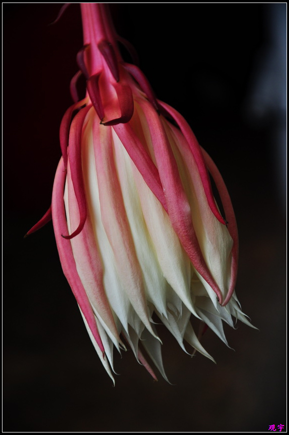 DSC_9987.jpg