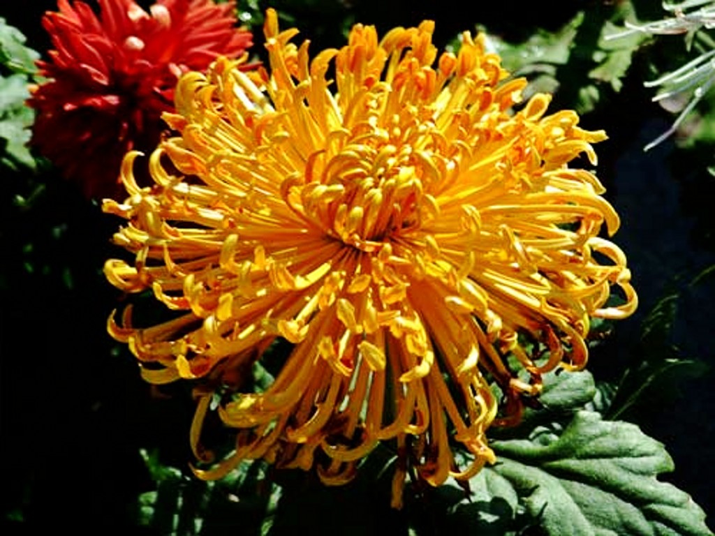 20090911023656853_conew1.jpg
