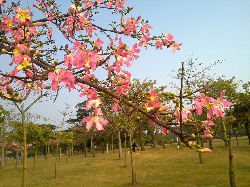 С 20101124930.jpg