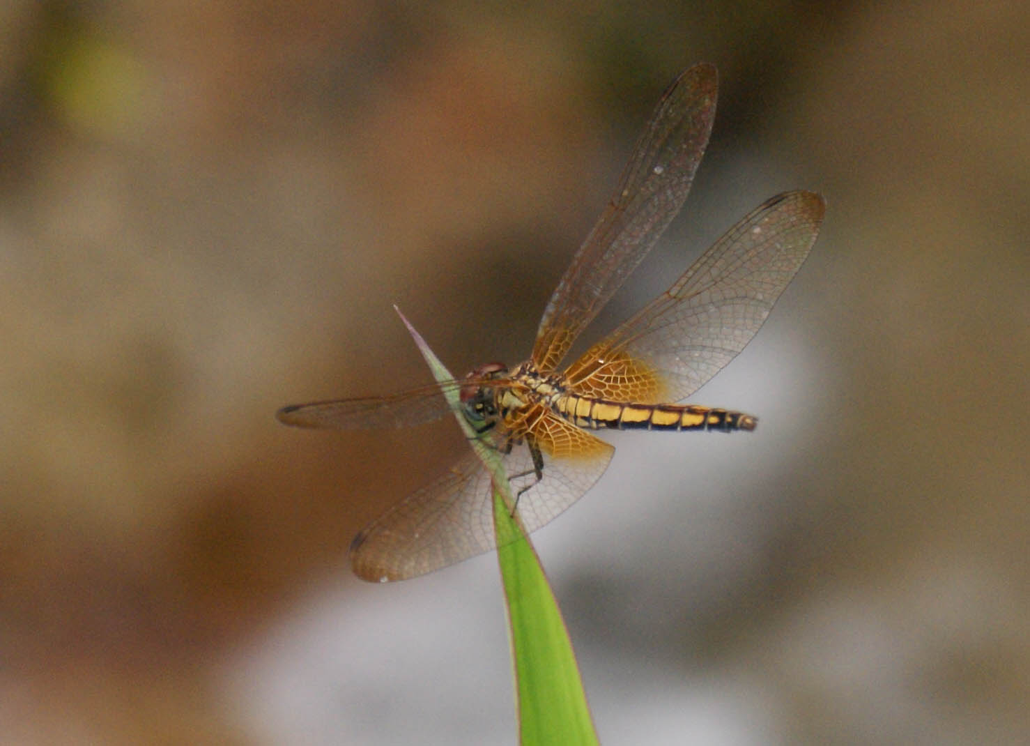 DSC03178-1.jpg