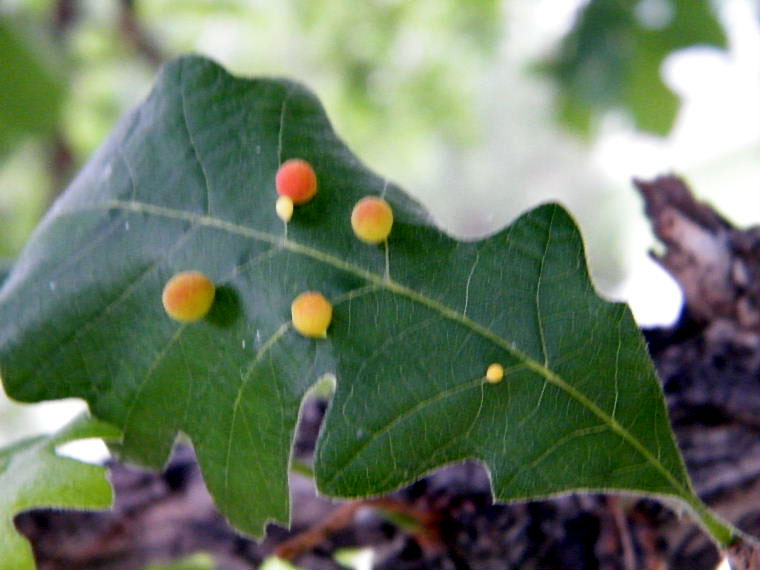 DSCF7118=.jpg