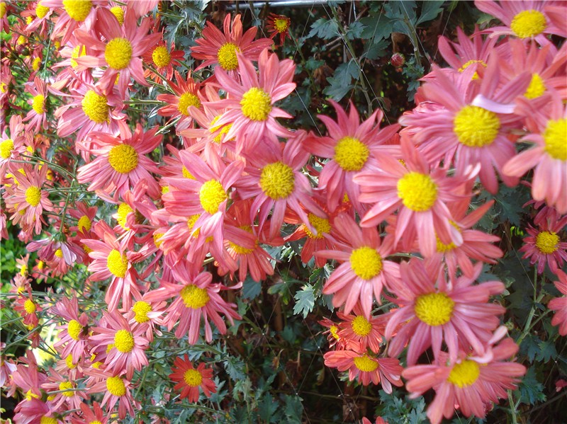 DSC05454_.jpg
